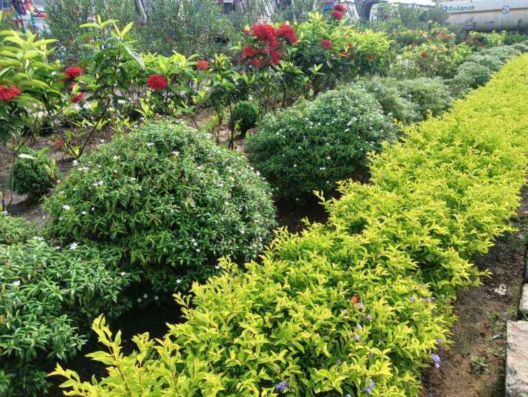 Farmers Turning to Flower Cultivation for Financial Independence