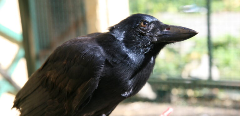 New Caledonian Crows: Unveiling the Remarkable Intelligence of the World’s Smartest Bird