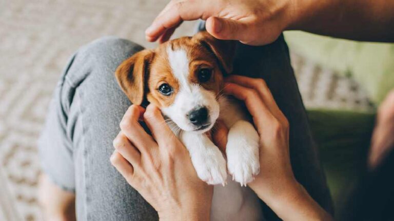 Understanding and Preventing Parasitic Infections in Dogs: Trombidiosis and Other Concerns