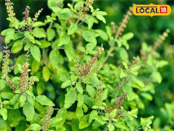 Unlock a Radiant Smile: The Magic of Basil Leaves for Teeth Whitening