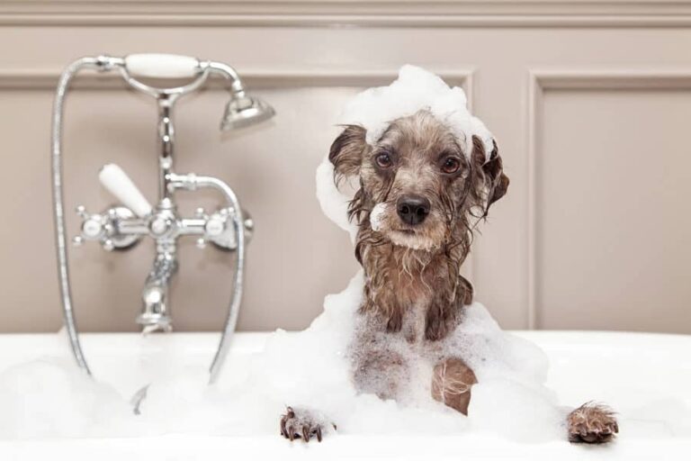 Bathing Your Pet Dog in Winter: Essential Tips for Hygiene and Health