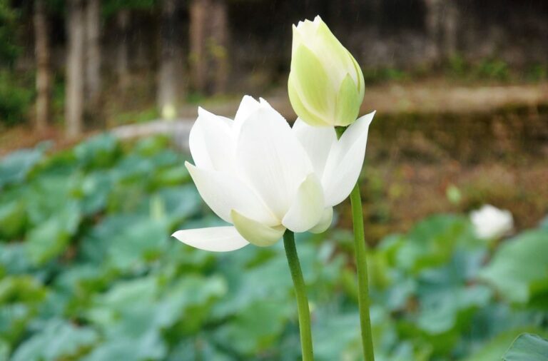 Unbelievable but True! Water Lotus Now Blooms on Land: A New Direction in Lotus Cultivation Shown by a Youth from Murshidabad