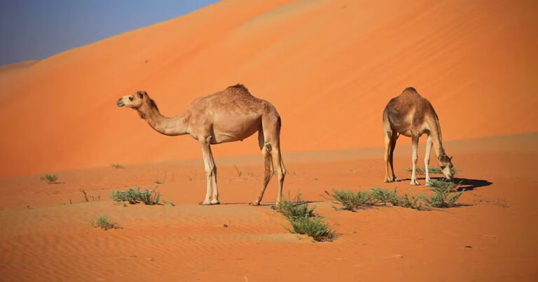Earth’s Hottest Desert: Iran’s Lut Desert – A Fiery Land of Secrets and Ancient Civilizations