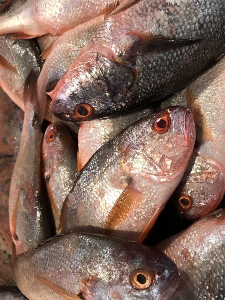 Father of Hilsa” Lands in Digha: Rare ‘Teliya Bhola’ Fetches Millions!