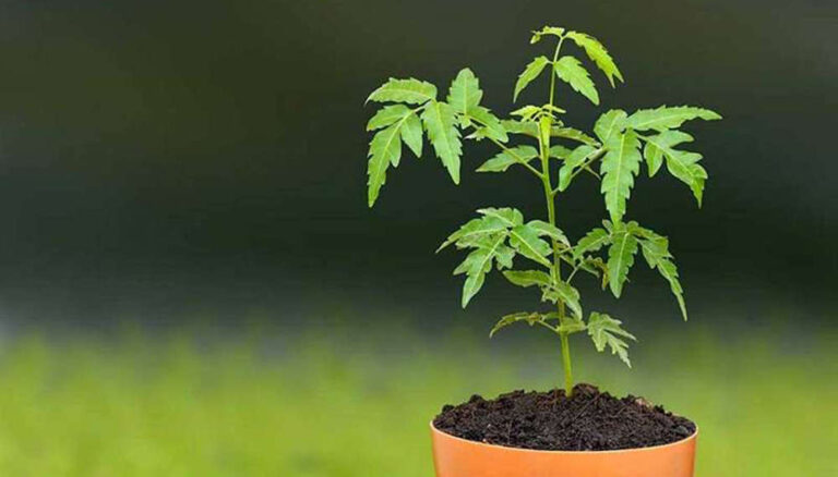 “Neem Tree: Nature’s Silent Air Conditioner and Green Guardian of the Future”