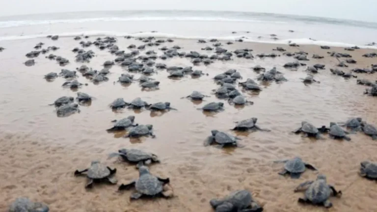 A Natural Spectacle: Costa Rica’s Ostional Beach, Where Thousands of Turtles Nest Together