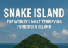“Snake Island”: The World’s Deadliest Forbidden Island Where Only Snakes Rule