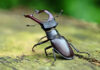 Stag Beetle: The World’s Most Mysterious Insect Where Nature, Wealth, and Human Belief Intersect