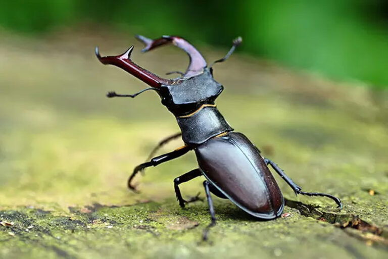 Stag Beetle: The World’s Most Mysterious Insect Where Nature, Wealth, and Human Belief Intersect