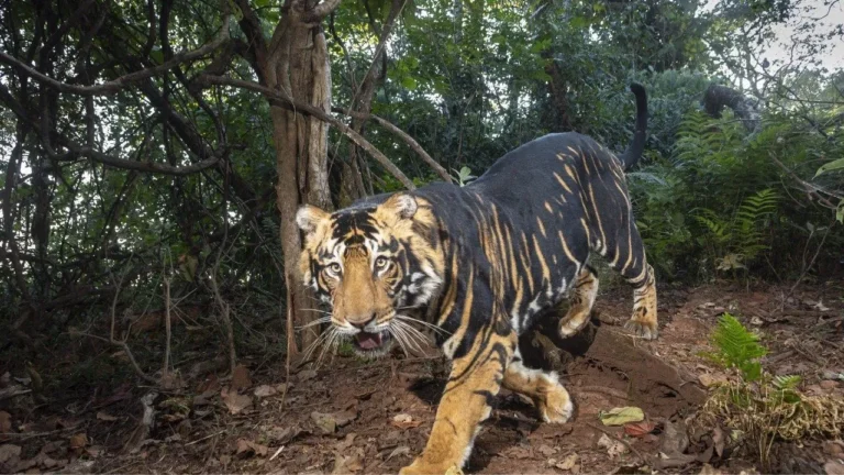 India’s Pride: The World’s Only Rare Black Tiger and the Hidden Wonder of Similipal
