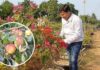 Cultivating Gold in Arid Lands: A Medinipur Professor’s Green Revolution