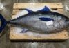The $3.4 Million Catch: Why One Tuna Sold for Nearly 29 Crore Rupees